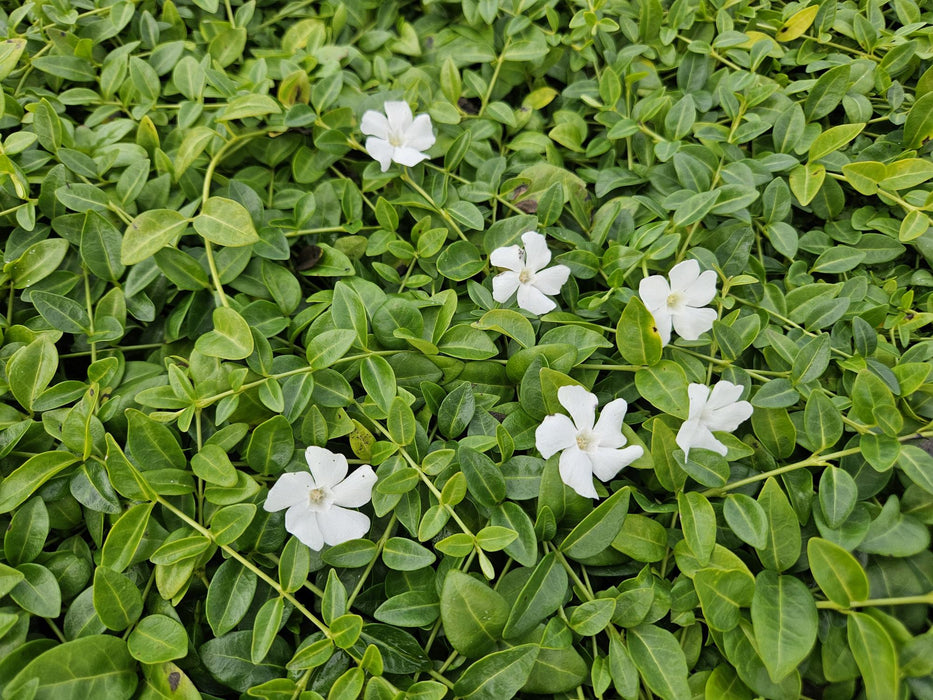 Vinca minor 'Gertrude Jekyll' - Kleine Maagdenpalm - ↕10-25cm - Ø9cm - 40x