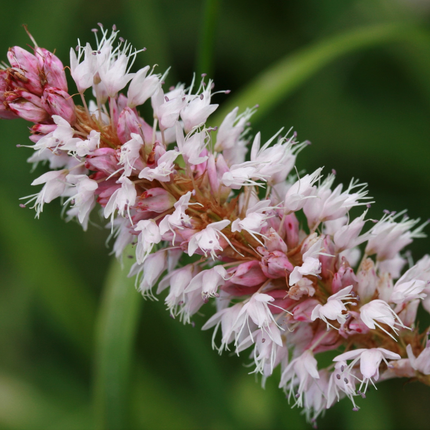 Persicaria affinis 'Superba' - Duizendknoop - ↕10-25cm - Ø9cm - 12x