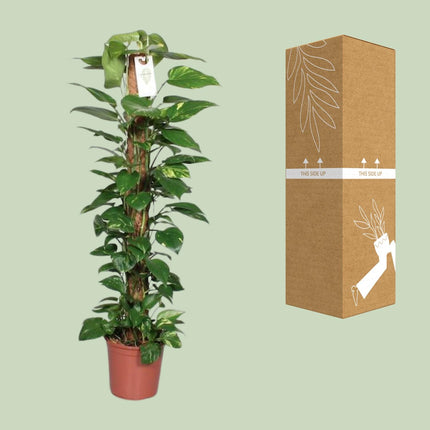 Epipremnum Pinnatum Moss stick 120cm Scindapsus - ↕120cm - Ø24cm