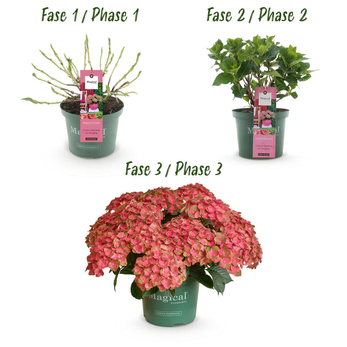 Terrasplant - Hortensia - Hydrangea Magical Green Fire - Roze Groen - 6-10 Bloemen - Pot 23cm Hoogte 55cm