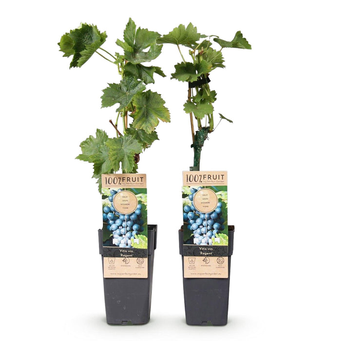 Fruitplant - Blauwe Druif - Vitis vinifera Regent - 2 planten - Pot 15cm Hoogte 50cm