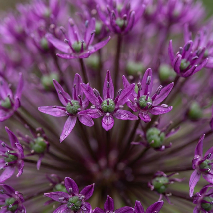 60x Allium Miami - Bloembollen - Sierui - Paars - Zomerbloeier - Bolmaat 10/+