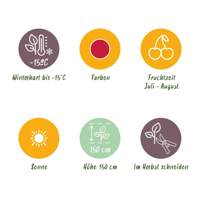 Framboos - Rubus idaeus Heritage - Winterhard - 3 Planten - Pot 9 cm - Rode Framboos