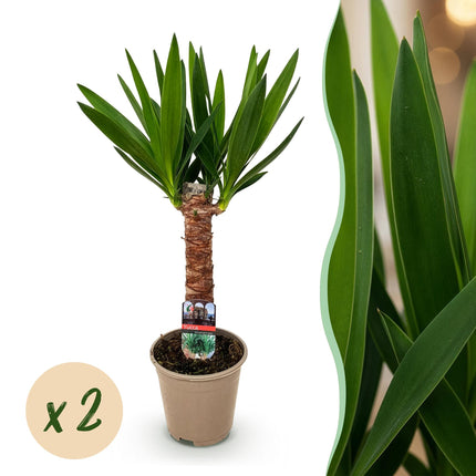 Yucca Elephantipes - ↕55cm - Ø14cm  - 2x