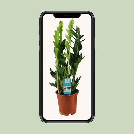 Zamioculcas Zamiifolia - ZZ Plant - ↕65cm - Ø17cm