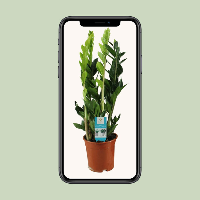 Zamioculcas Zamiifolia - ZZ Plant - ↕65cm - Ø17cm
