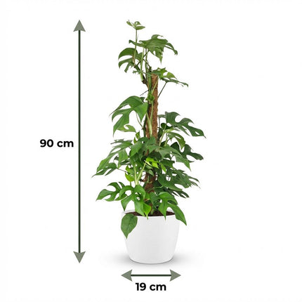 Monstera Minima Moss Pole - Swiss Cheese Plant - with white pot - ↕90cm - Ø19cm