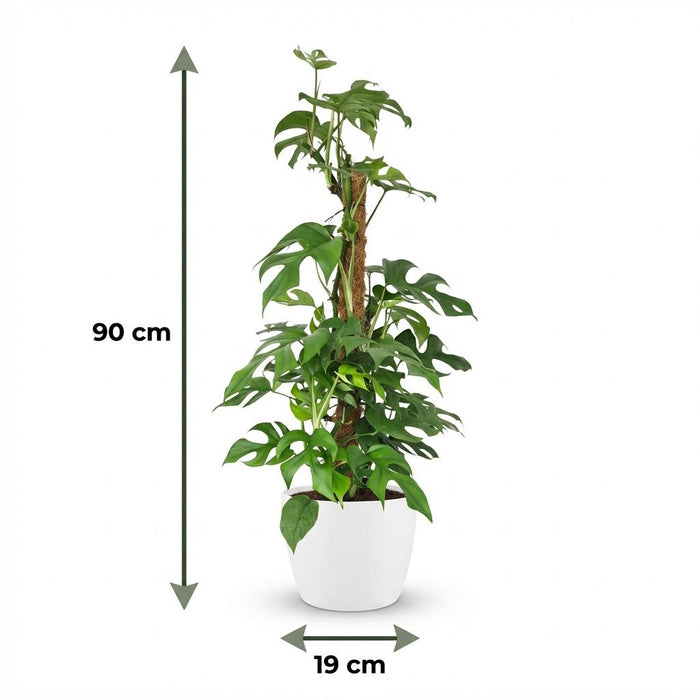 Monstera Minima Mosstok - Gatenplant - met witte pot - ↕90cm - Ø19cm