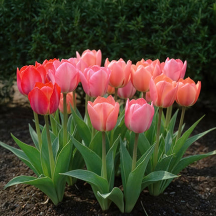 Bulbes de tulipes roses et rouges - Couleur : rose et rouge - 40 bulbes - Calibre : 10/12