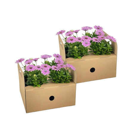 Marguerite espagnole - Osteospermum ecklonis Rose - ↕20cm - Ø12cm - 8x