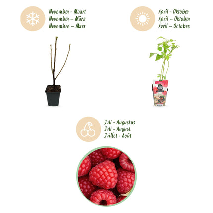 Raspberry - Rubus idaeus Ottawa - Red Raspberry - Ø9cm - 6x