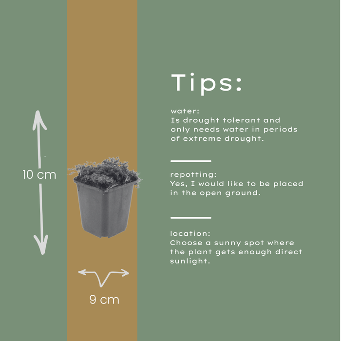 60x Thymus praecox 'Purple Beauty' - ↕10-25cm - Ø9cm