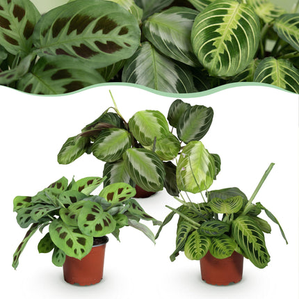 Pflanzkasten – Maranta Silverband, Maranta Lemon Lime, Maranta Kerchoveana – Gebetspflanze – ↕25 cm – Ø12 cm – 3 Stück