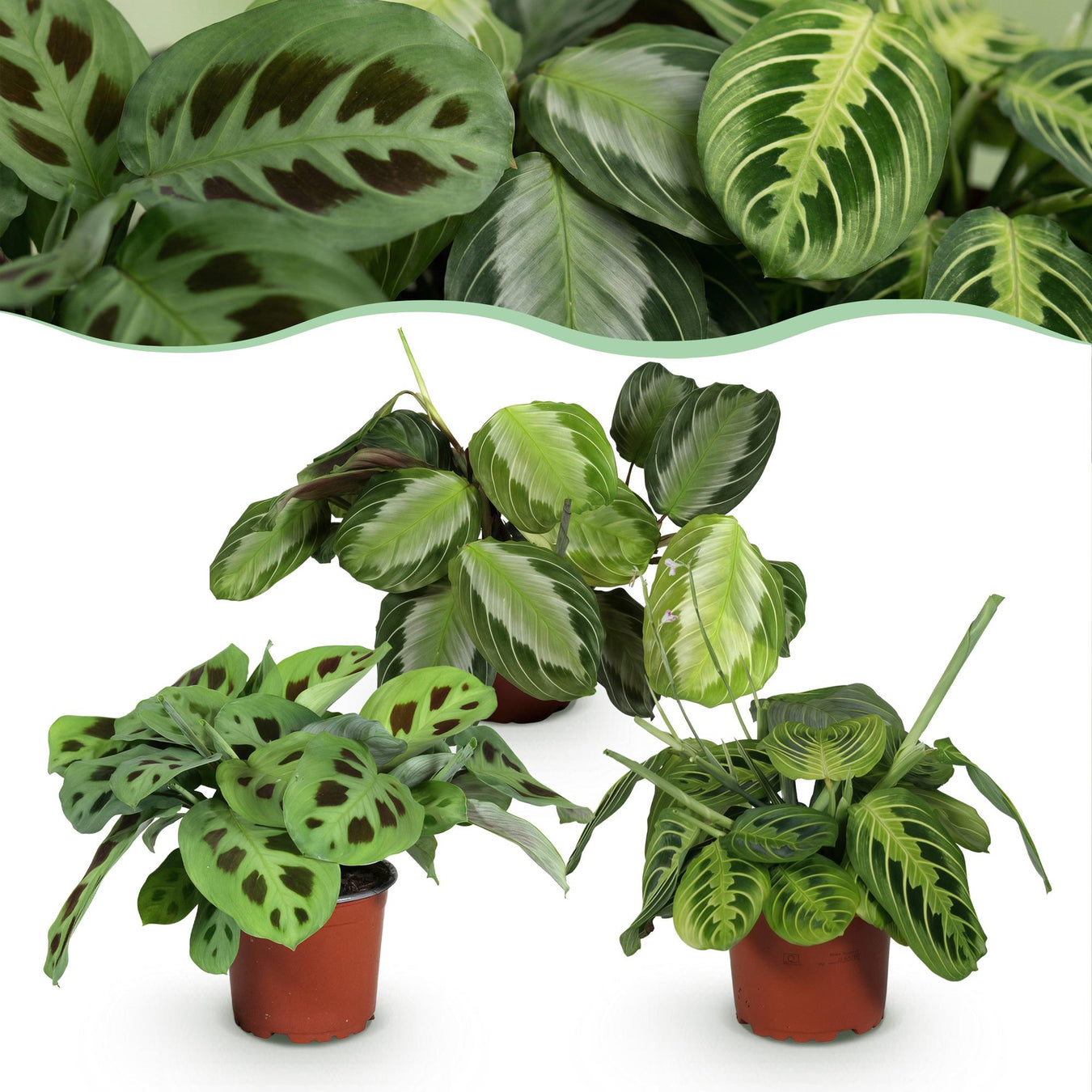Maranta