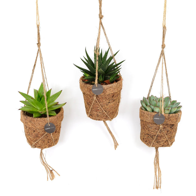 Maceta de coco con suculentas en forma de cuerda - 3 piezas - Ø10cm - ↕15cm