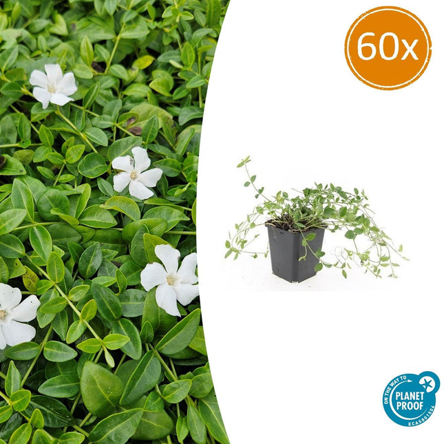 Vinca minor 'Gertrude Jekyll' - Kleine Maagdenpalm - ↕10-25cm - Ø9cm - 60x