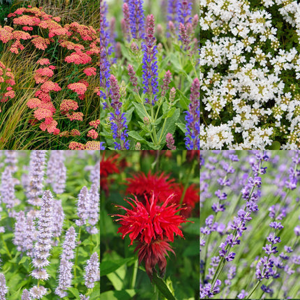 Borderpakket - Geurend - Diversen - Soorten en kleuren - 12 Planten - Pot 11cm - Hoogte 15-25cm
