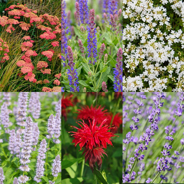 Borderpakket - Geurend - Diversen - Soorten en kleuren - 12 Planten - Pot 11cm - Hoogte 15-25cm