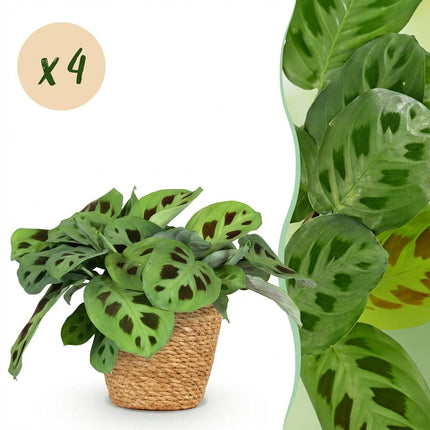 Maranta Fascinator Kerchoveana - Zebra Plant - with Basket - ↕25cm - Ø12cm - 4x