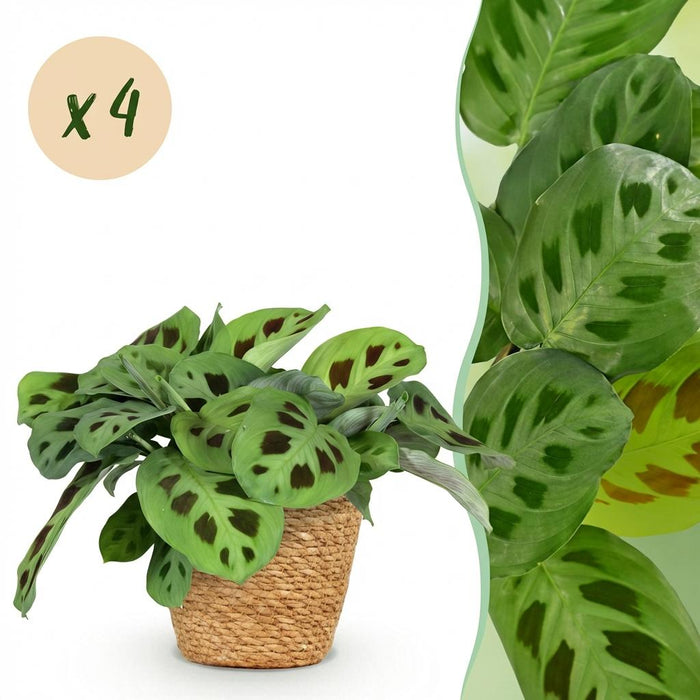 Maranta Fascinator Kerchoveana - Zebraplant - met Mand - ↕25cm - Ø12cm - 4x