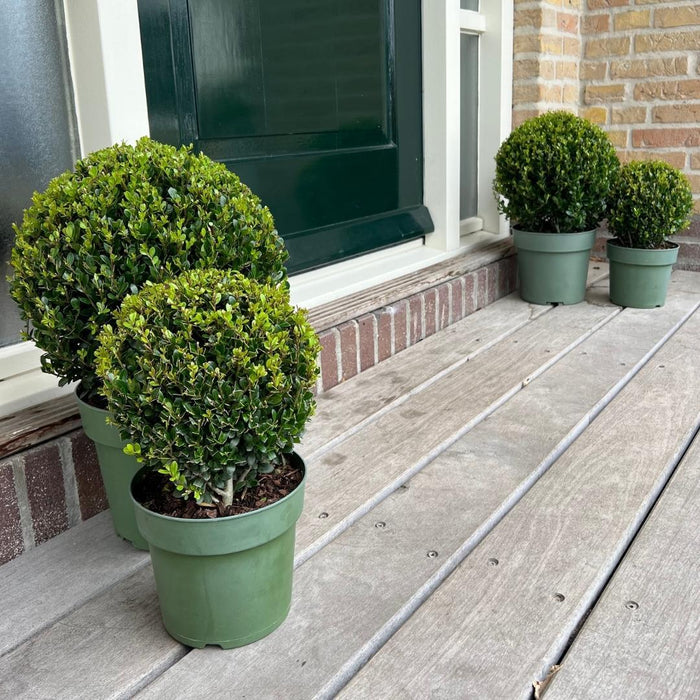 Ilex crenata 'Jenny' bol XL - Ø25cm  - 2x