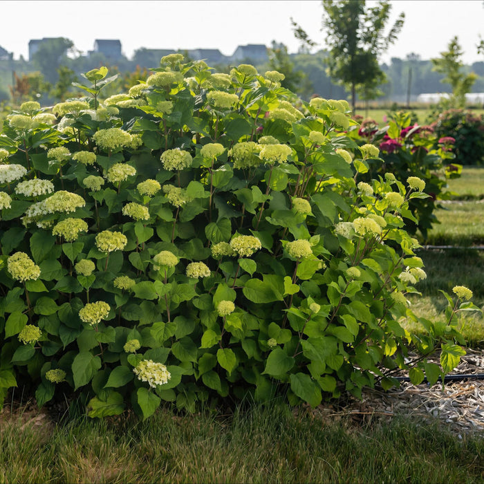 Hydrangea arborescens FlowerWOW - Hydrangea - Hardy - White - 3 Plants - 14cm Pot - Height 20-30cm