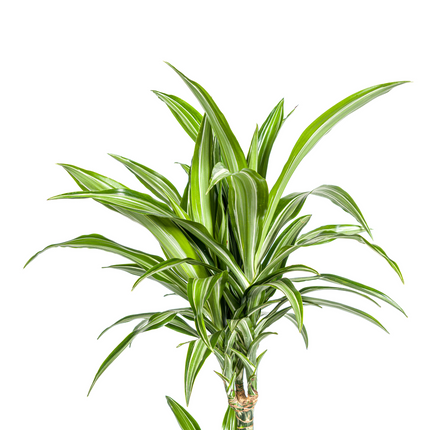 Dracaena Deremensis White Stripe mit Korb - ↕90-110cm - Ø21cm