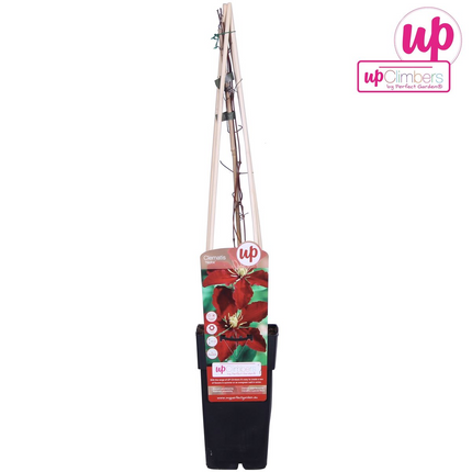 Clematis Niobe - Woodbine - ↕65cm - Ø15cm
