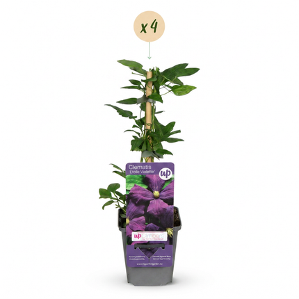 Clematis Etoile Viol - Bosrank 4x - Paars - Klimplant - Ø9cm - ↕35cm