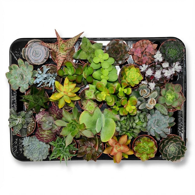 Mini-Sukkulenten-Mix – ↕5–10 cm – Ø5,5 cm – 30 Stück