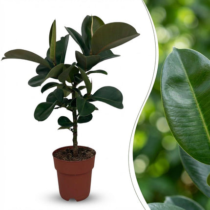 Ficus Elastica Cloe - Roślina gumowa - ↕65cm - Ø19cm