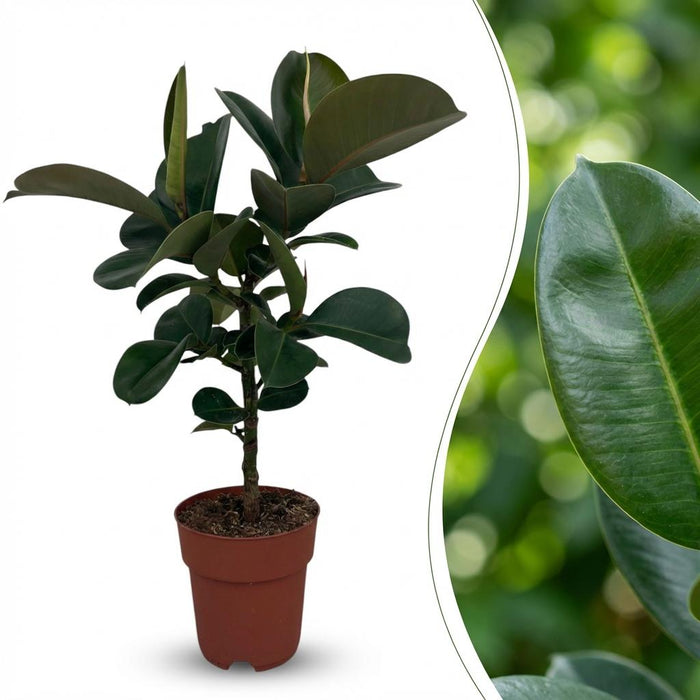 Ficus Elastica Cloe - Rubberplant - ↕65cm - Ø19cm