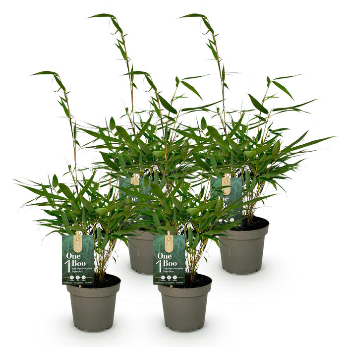 Fargesia robusta Pingwu - Niet Woekerende Bamboe - Groen - ↕35cm - Ø14cm - 4x