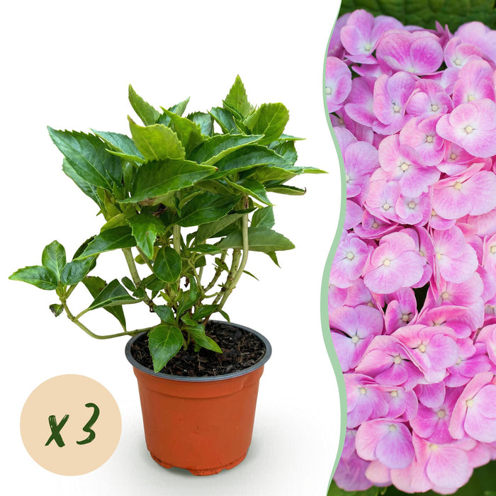 Hydrangea macrophylla Roze - Hortensia - Winterhard - Roze - 3 Planten - Pot 12cm - Hoogte Hoogte 20-30cm