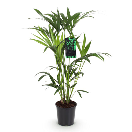 Howea Forsteriana - Kentiapalme - ↕80-85cm - Ø19cm