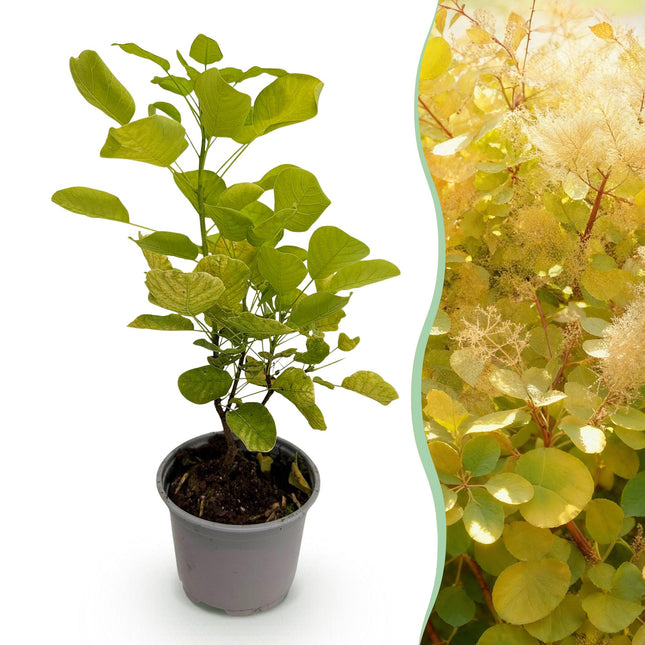 Cotinus coggygria Golden Spirit - Røgtræ - Gul - ↕35cm - Ø12cm