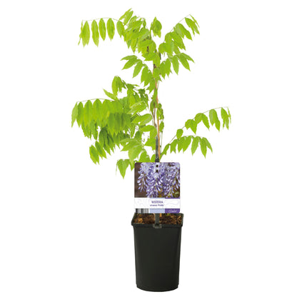 Blauwe regen - Wisteria floribunda Prolific - Bloem Blauw - ↕40cm - Ø11cm