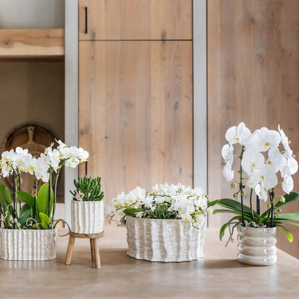 Kolibri Home | Oyster schaal - Ø30 cm