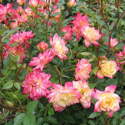 Rosa Tricolor Fairy - Rosa - Resistente - Giallo-Rosa - 3 Piante - Vaso da 12 cm - Altezza 20-25 cm