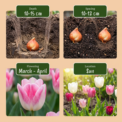 140x Tulipa Pastel mix - Bloembollen - Pastel tulp mix - Diversen - Voorjaarsbloeier - Bolmaat 11/15