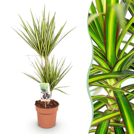 Dracaena Sunray - Dragon Blood Tree - ↕70-75cm - Ø17cm