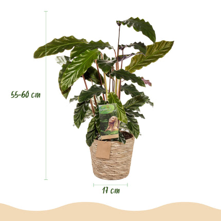 Calathea Rufibarba - Pauwen plant - met mand - ↕55-60cm - Ø17cm - 2x