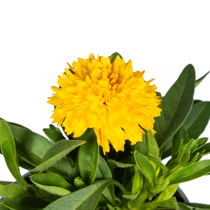 Coreopsis Grandiflora - Meisjesogen - ↕25-35cm - Ø13cm - 8x