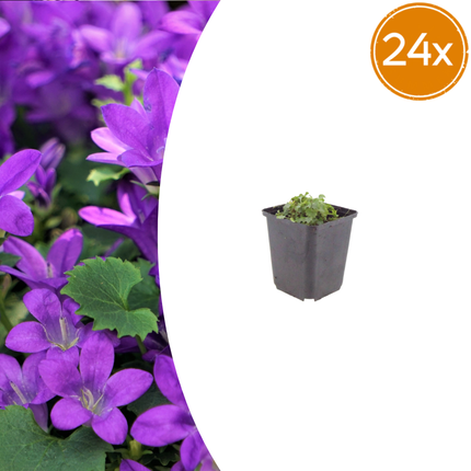 Campanula portenschlagiana - Dalmatian bellflower - ↕10-25cm - Ø9cm - 24x