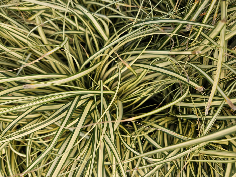 Carex oshimensis 'Evergold' - Zegge -↕10-25cm - Ø9cm - 12x