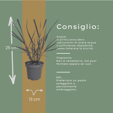 Panicum virgatum ‘Rotstrahlbusch’ – Vingergras - Ø12cm - 6x