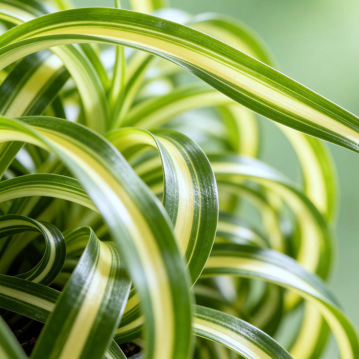 Chlorophytum comosum Bonnie - Krullende Graslelie - met Mand - ↕20cm - Ø12cm