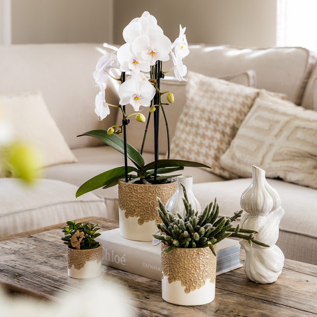 Kolibriorkideer | Gavesæt Bloom Sand | Hvid Lausanne orkidé Ø9 cm + grøn plante Ø6 cm – inkl. dekorative keramiske potter og hvid bakke