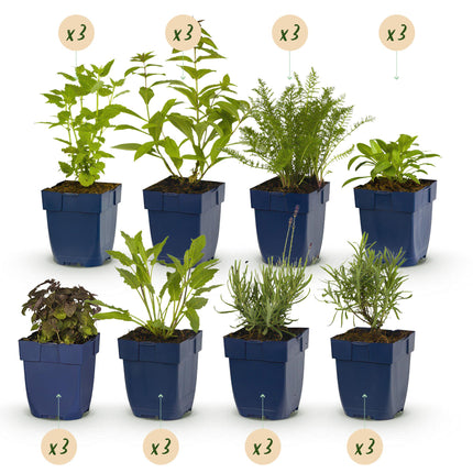 Borderpakket - Geurend - 24 Vaste planten - 3 m2 - Diversen kleuren - Weinig Onderhoud - Ø11cm