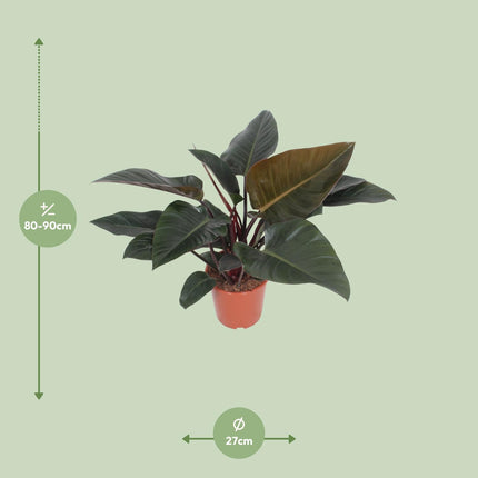 Philodendron Congo Red - ↕80cm - Ø27cm